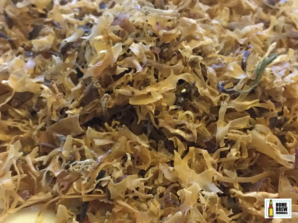 Photograph of Irish moss, taken to illustrate the article about whether beer finings kill yeast